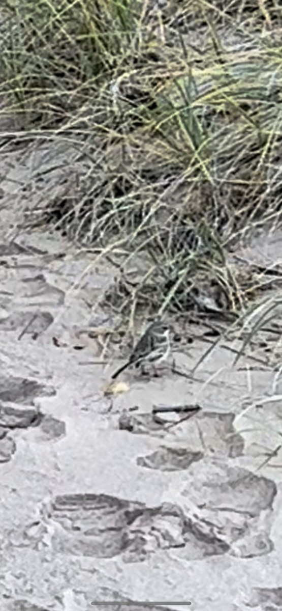 Sagebrush Sparrow - ML496347361