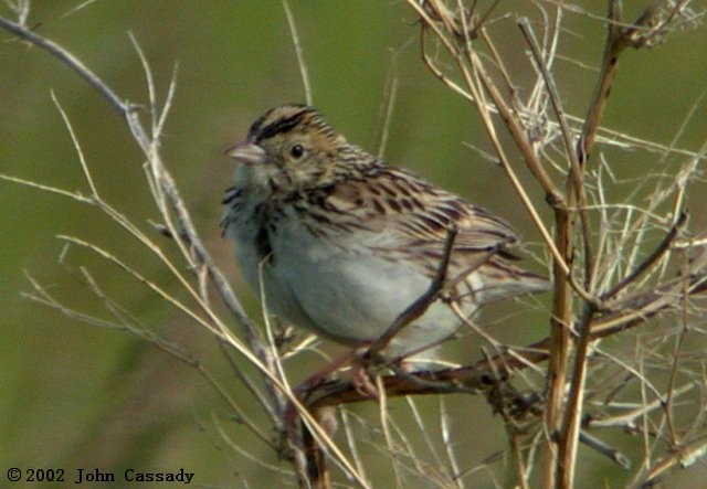 Baird's Sparrow - ML49634761