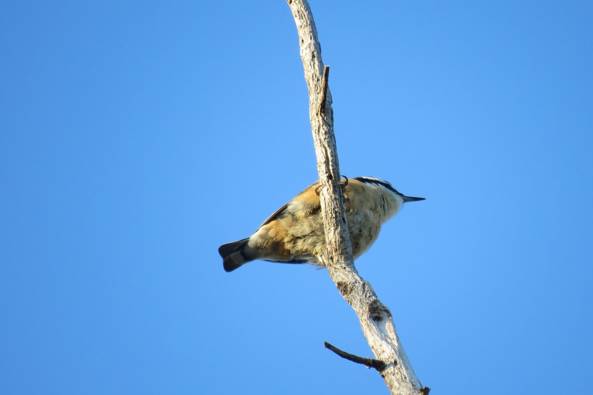 Red-breasted Nuthatch - ML496349291