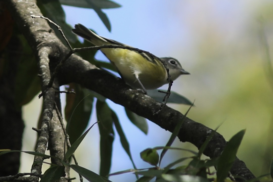 Mavi Başlı Vireo - ML496350041