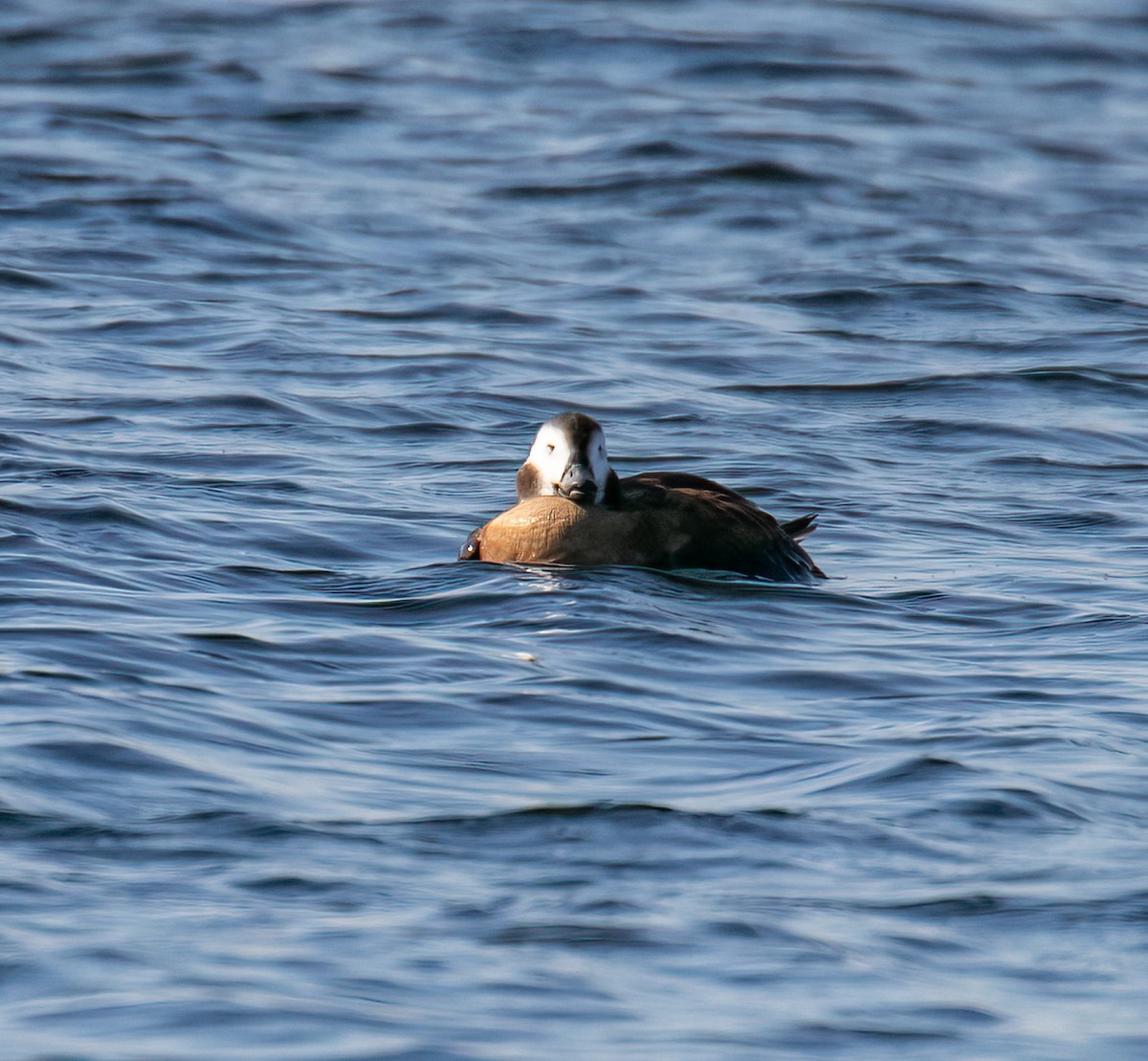 Long-tailed Duck - ML496350461