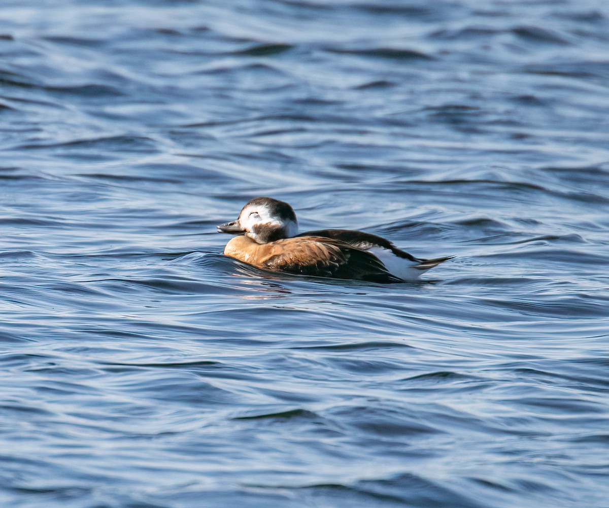 Long-tailed Duck - ML496350471