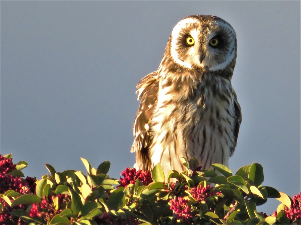 Short-eared Owl (Hawaiian) - Forest & Kim Starr