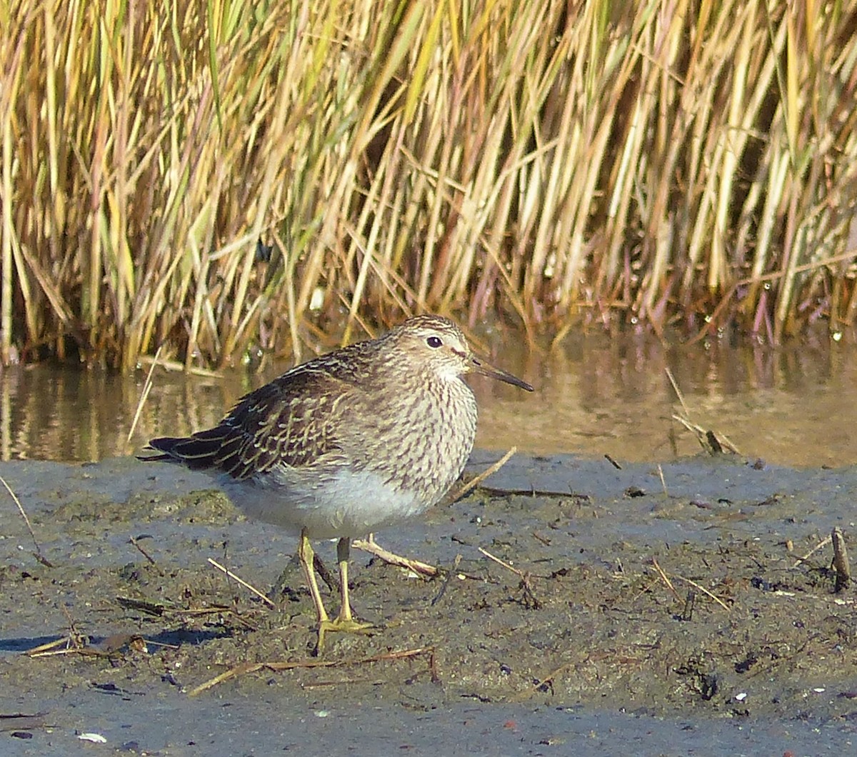 Graubrust-Strandläufer - ML496352021