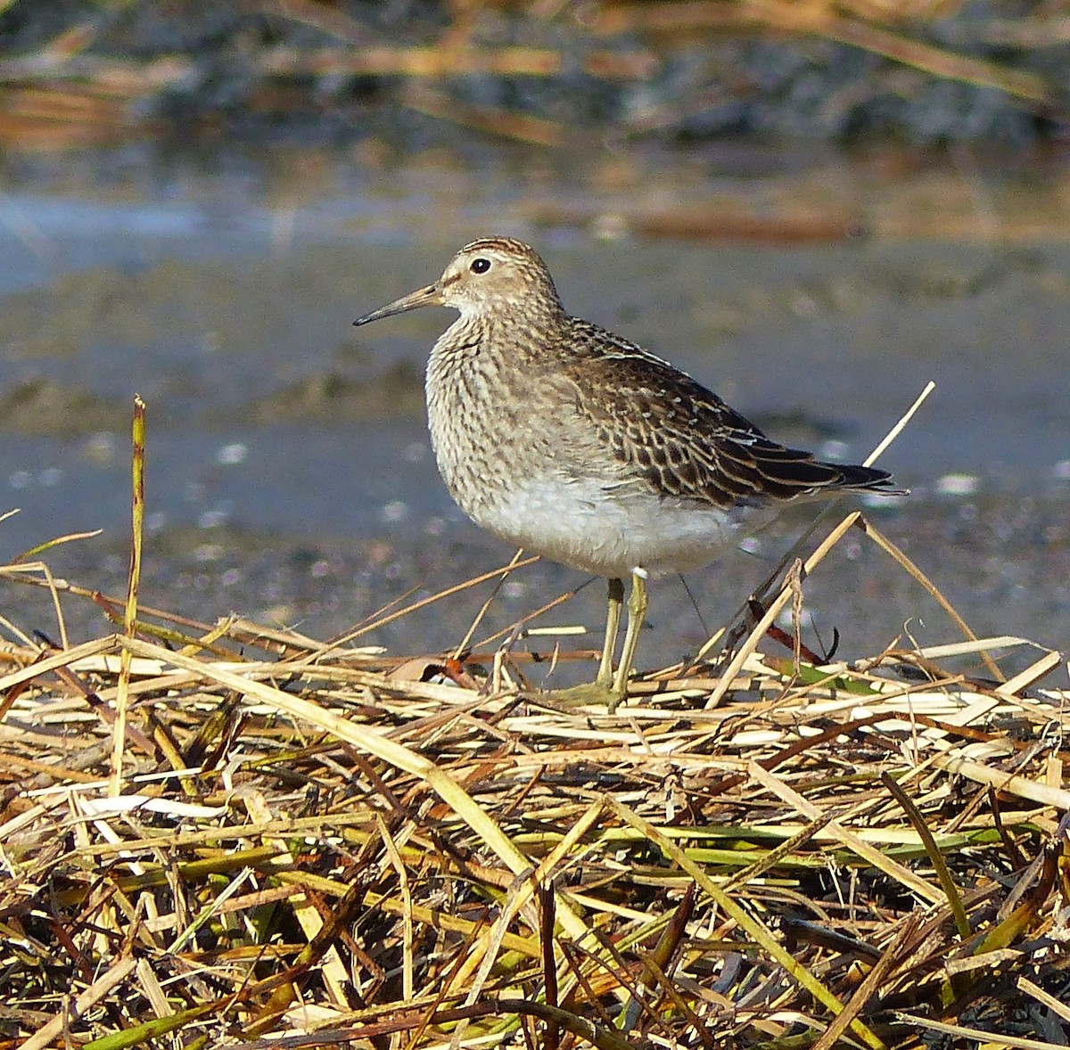 Pectoral Sandpiper - ML496352031