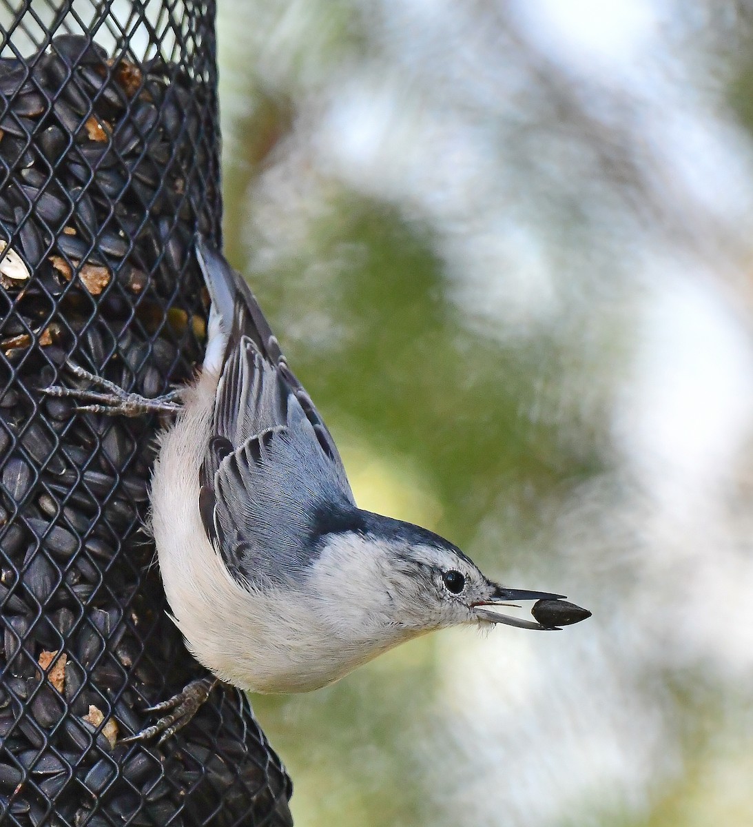 White-breasted Nuthatch - ML496353041