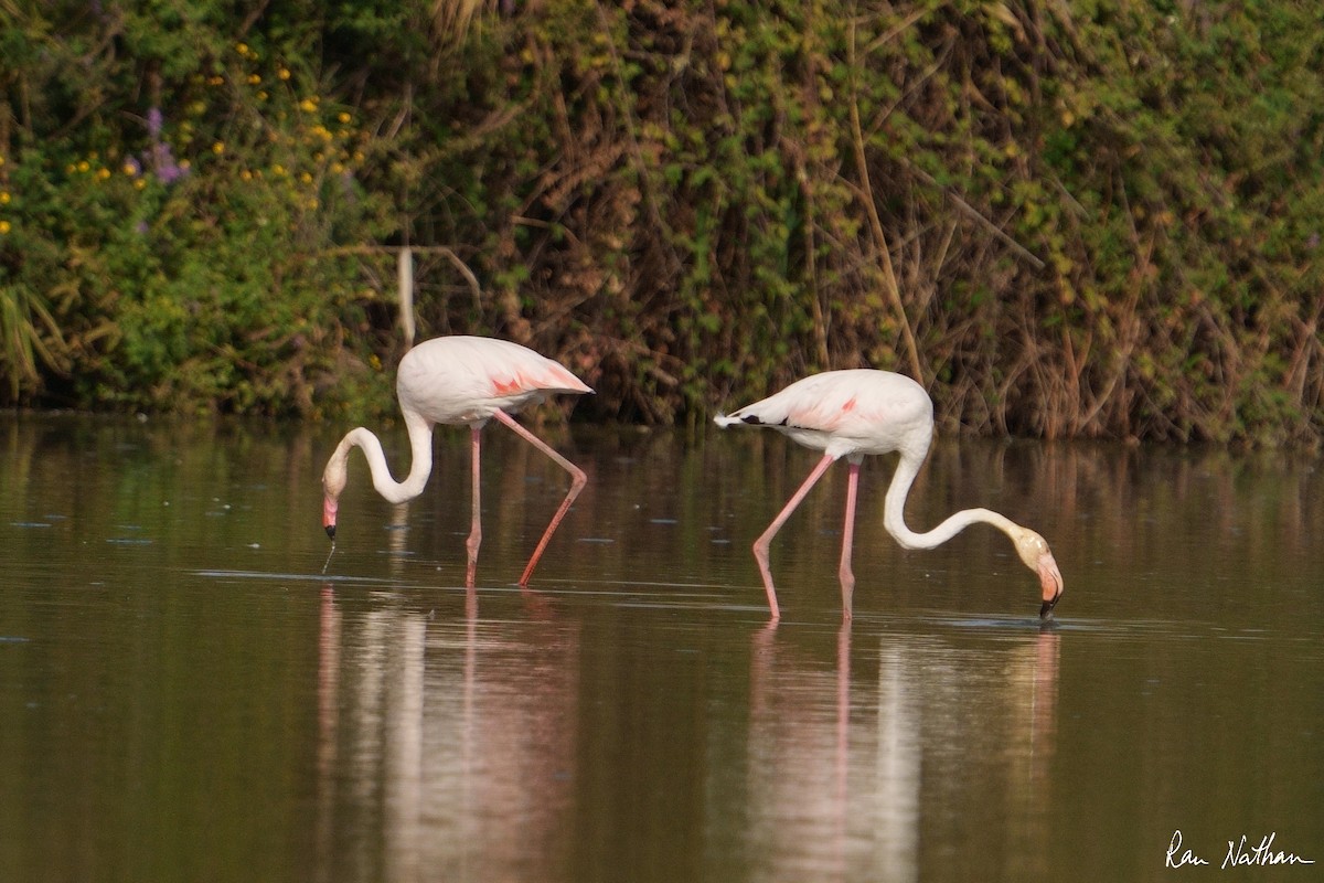 Greater Flamingo - Ran Nathan