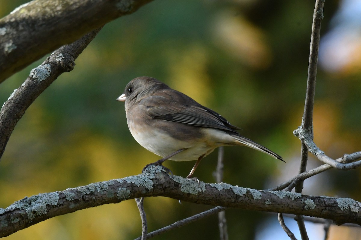 Dark-eyed Junco - ML496353991