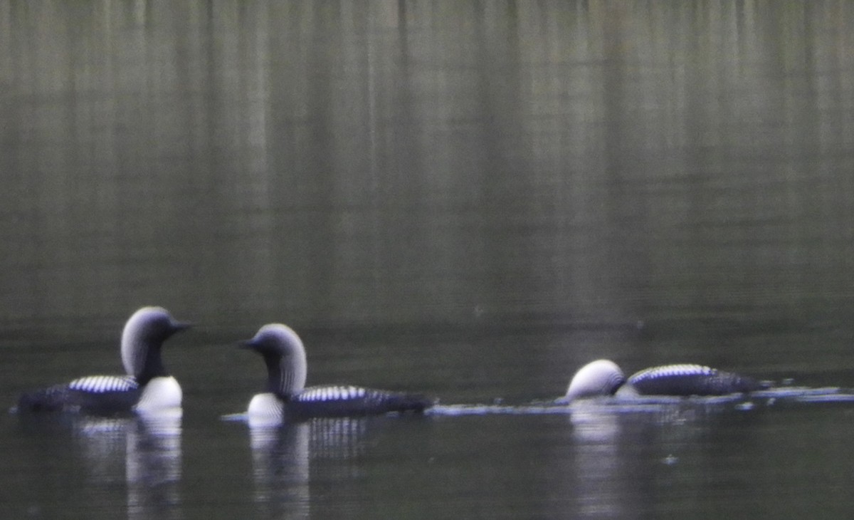 Pacific Loon - ML496354231