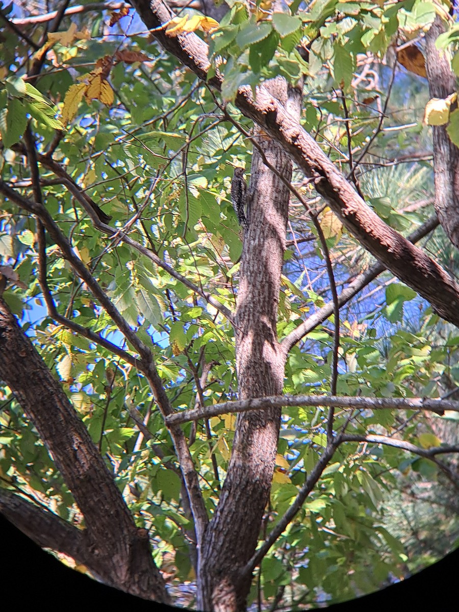 Yellow-bellied Sapsucker - ML496354901