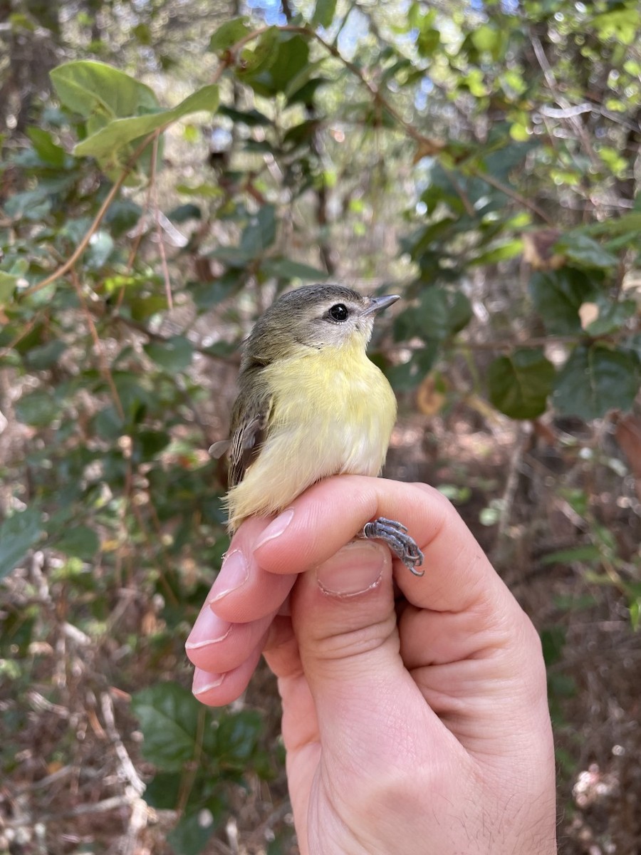 Philadelphia Vireo - Julian Tattoni