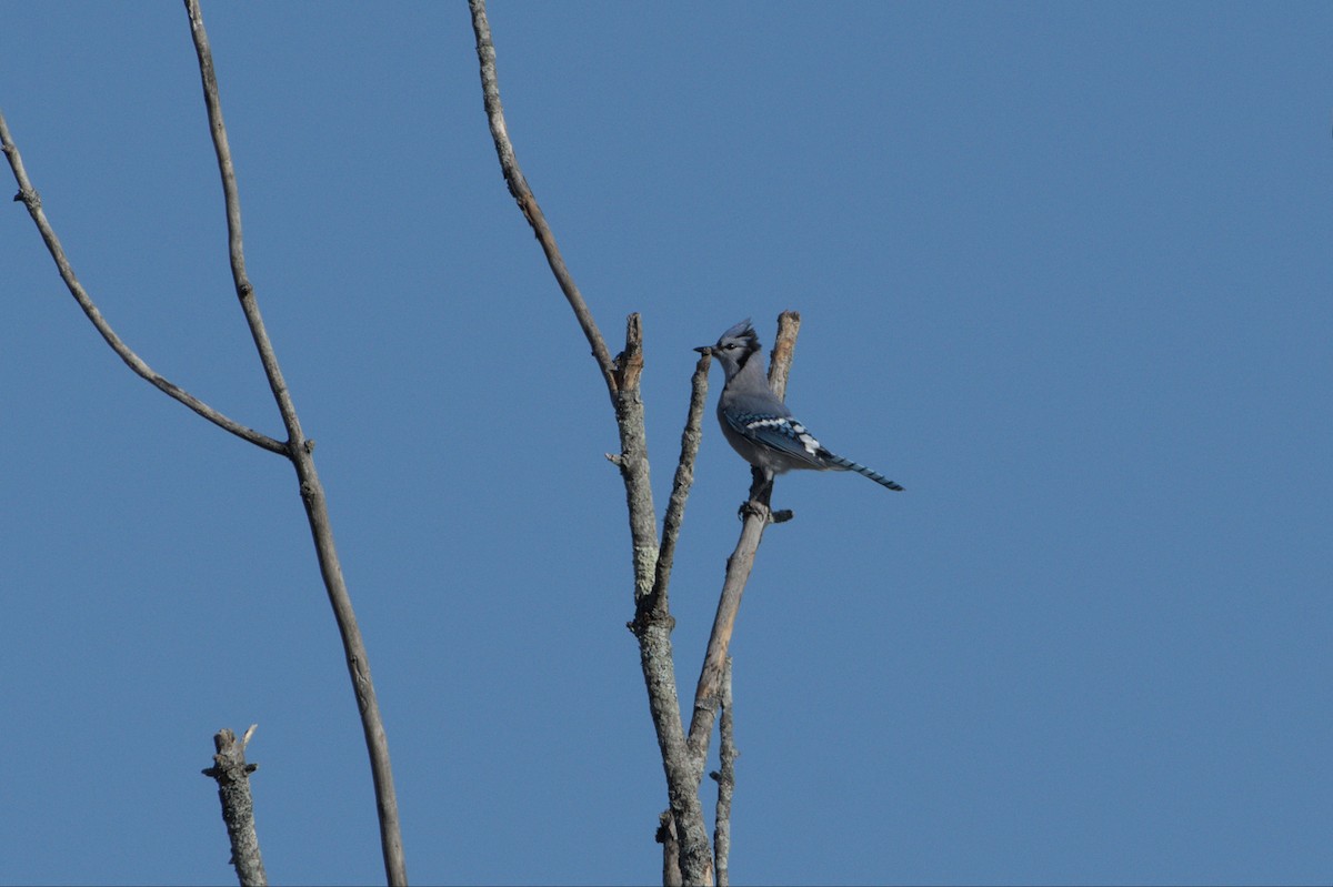 Blue Jay - ML496356151