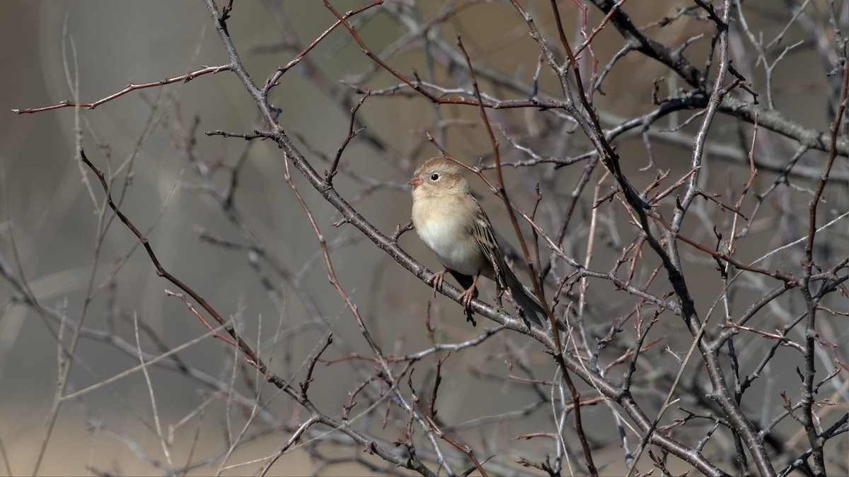 Field Sparrow - ML496357051