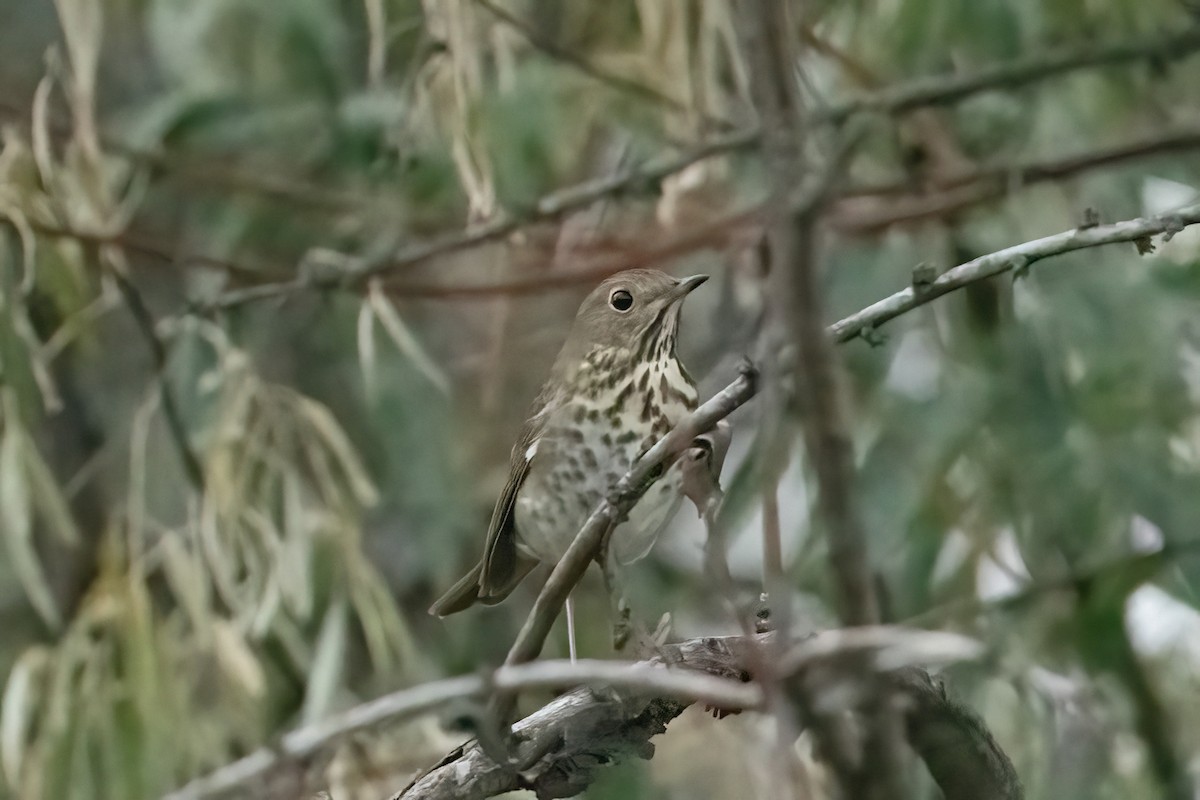 Hermit Thrush - ML496357101