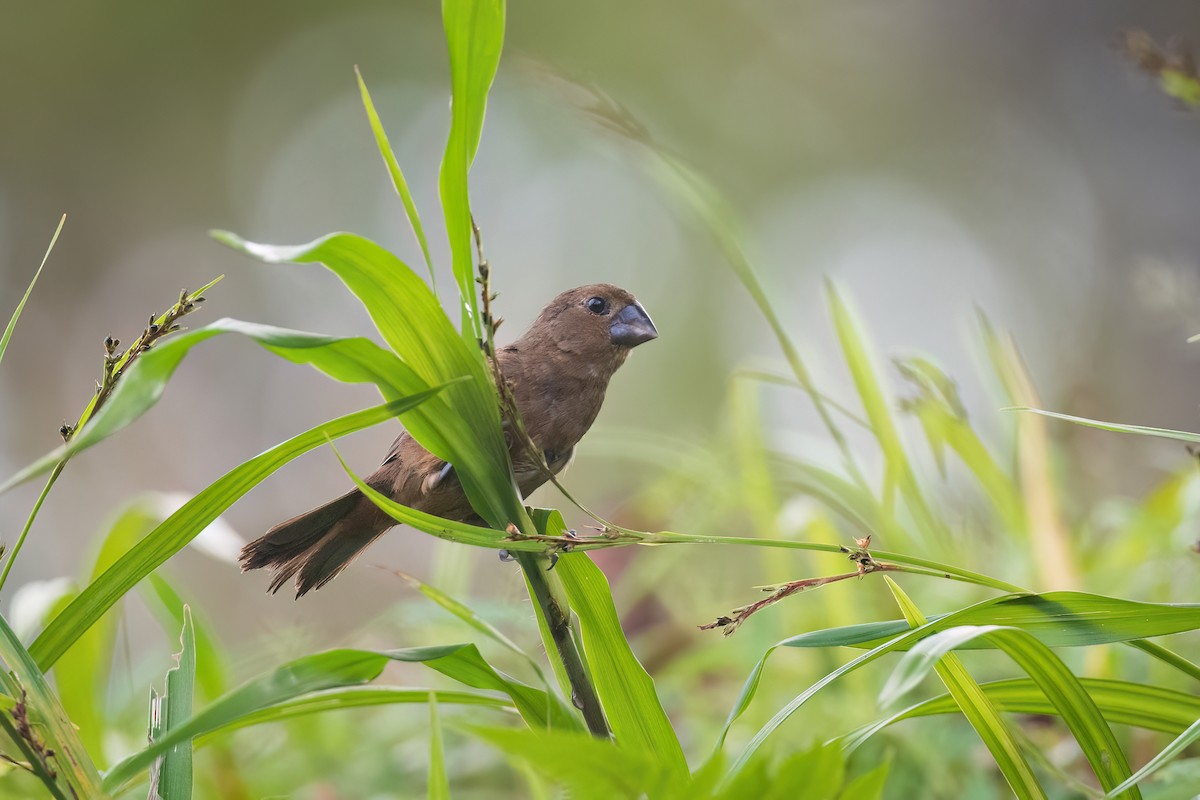 Thick-billed Seed-Finch - ML496357231