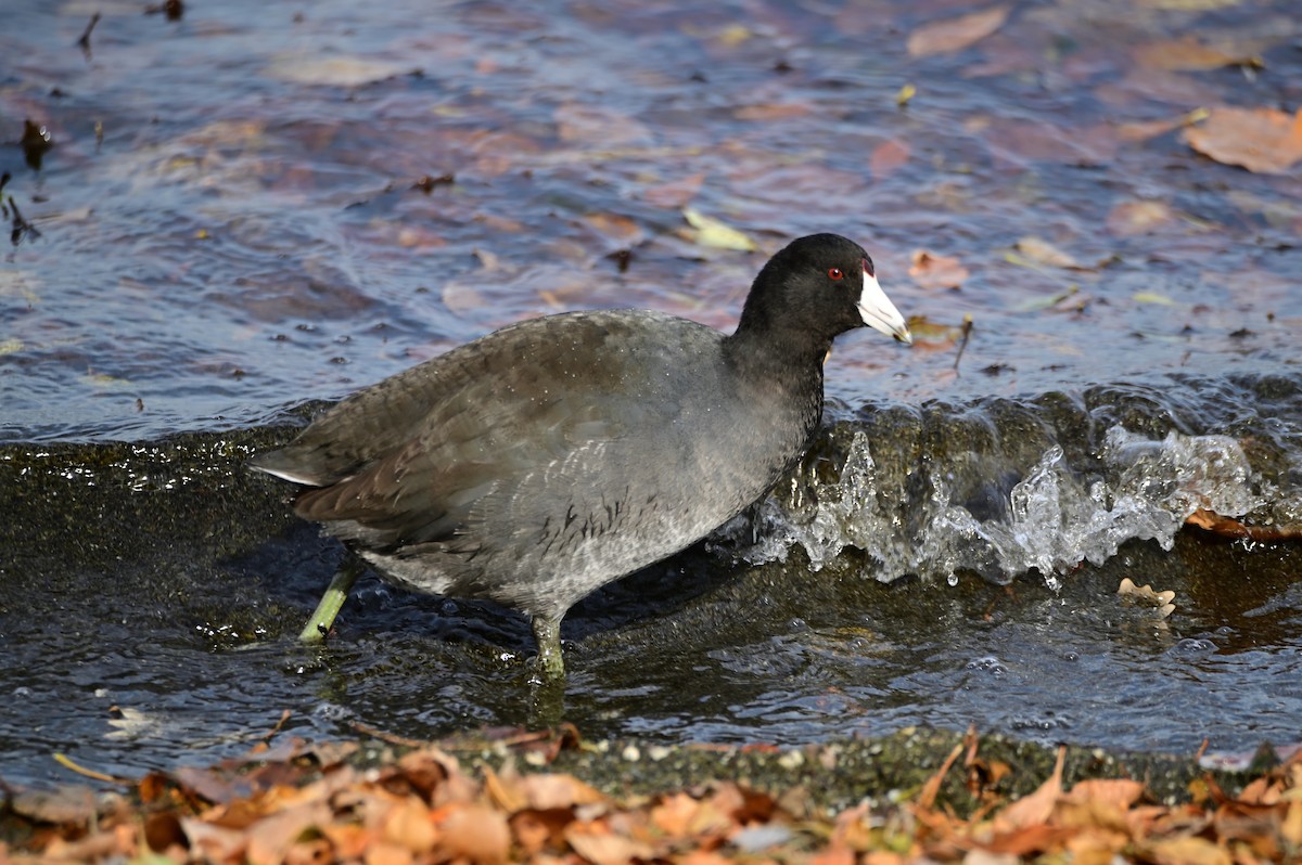 American Coot - Trey Weaver