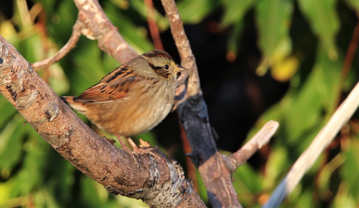 Swamp Sparrow - ML496357671