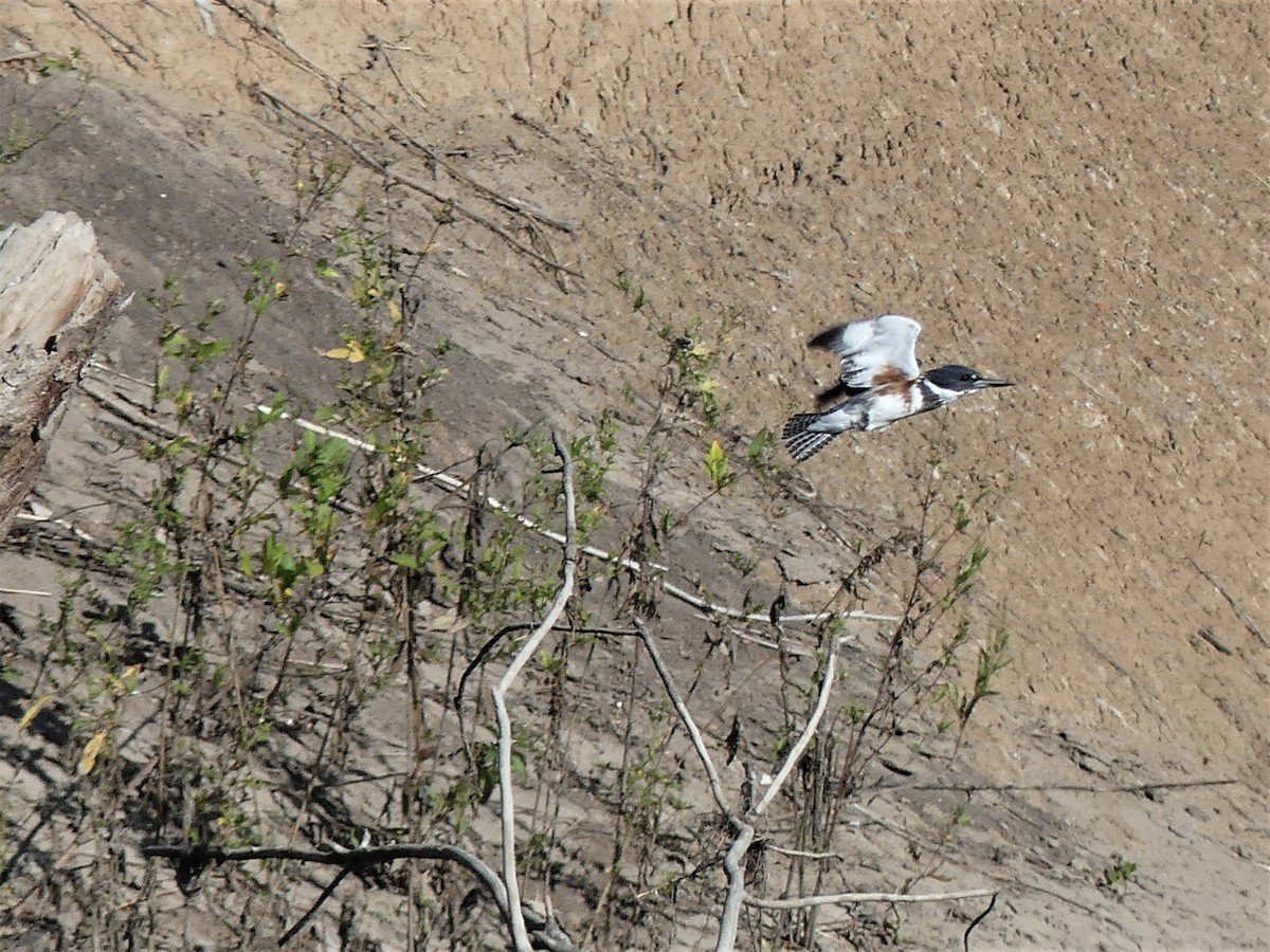 Belted Kingfisher - ML496359041