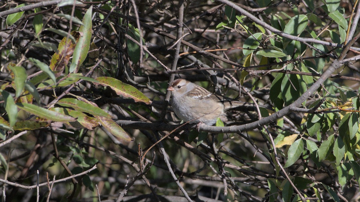 White-crowned Sparrow - ML496359121