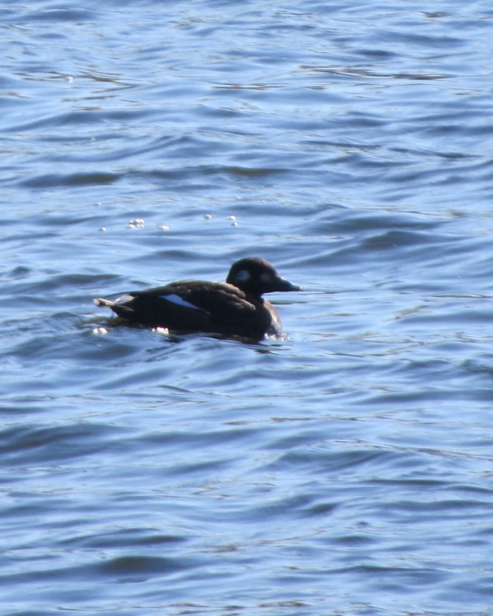 White-winged Scoter - Tristan Lowery