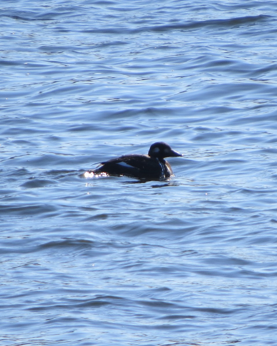 White-winged Scoter - ML496360921