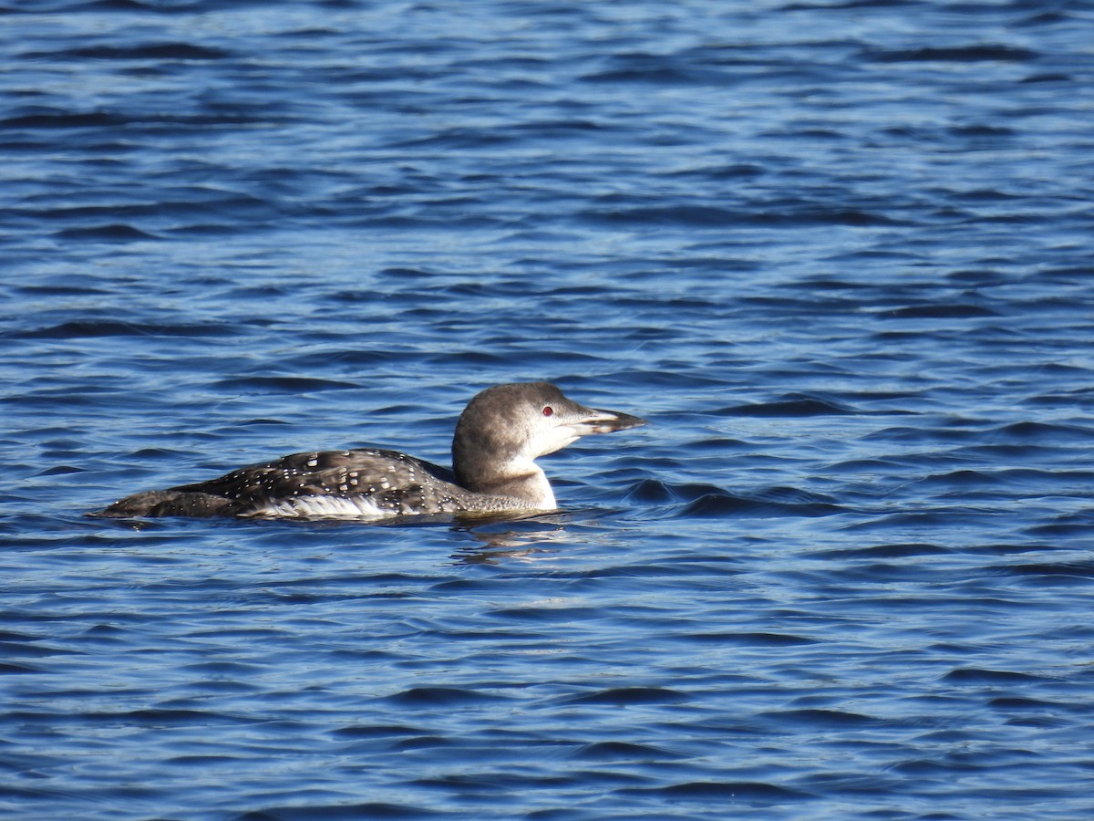 Common Loon - ML496361251