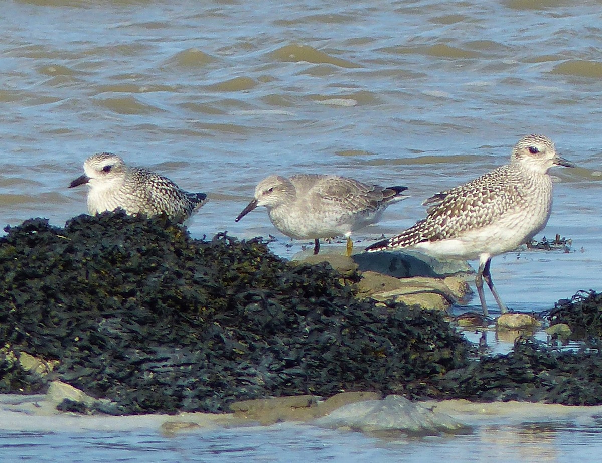 Red Knot - ML496362081