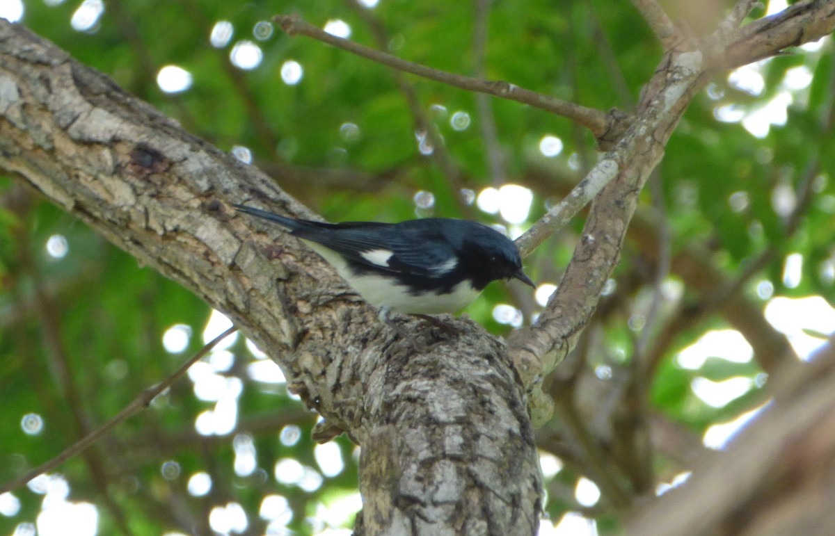 Black-throated Blue Warbler - Mauro Colabianchi