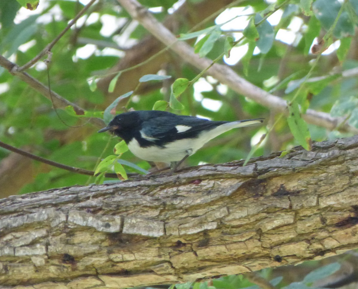 Black-throated Blue Warbler - Mauro Colabianchi