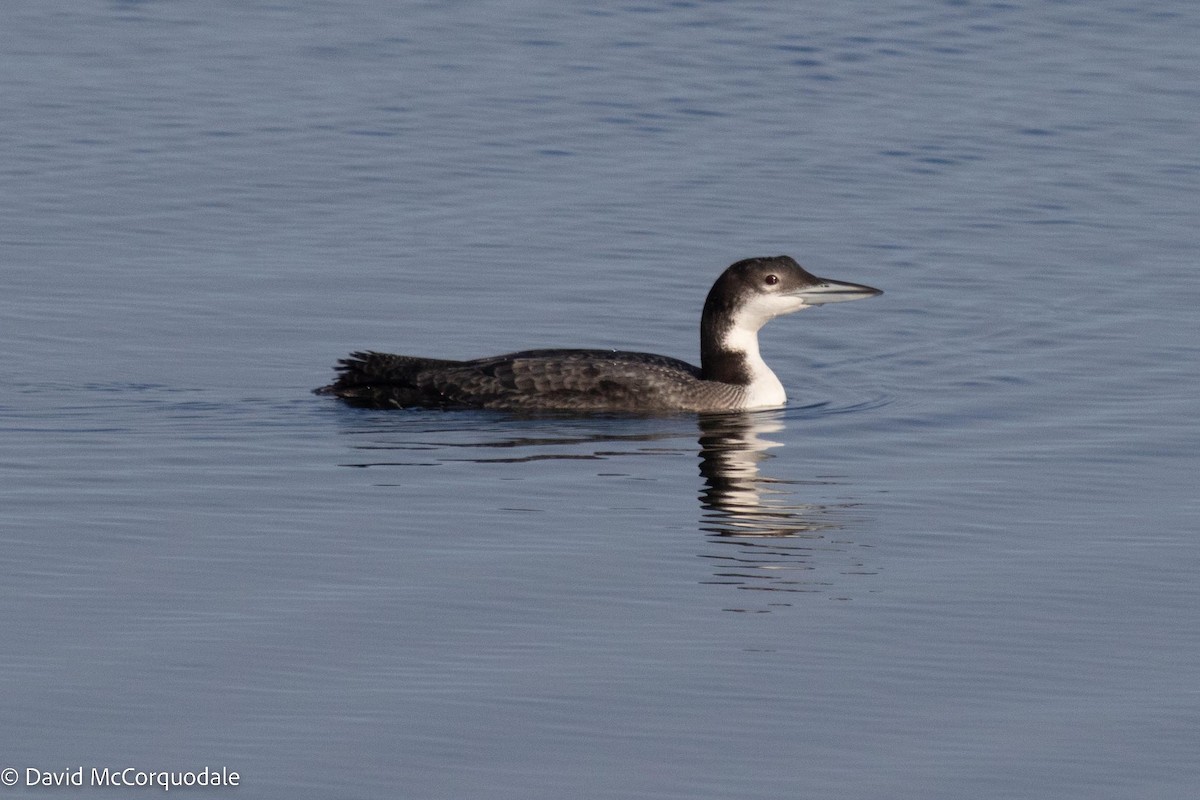 Common Loon - ML496362541