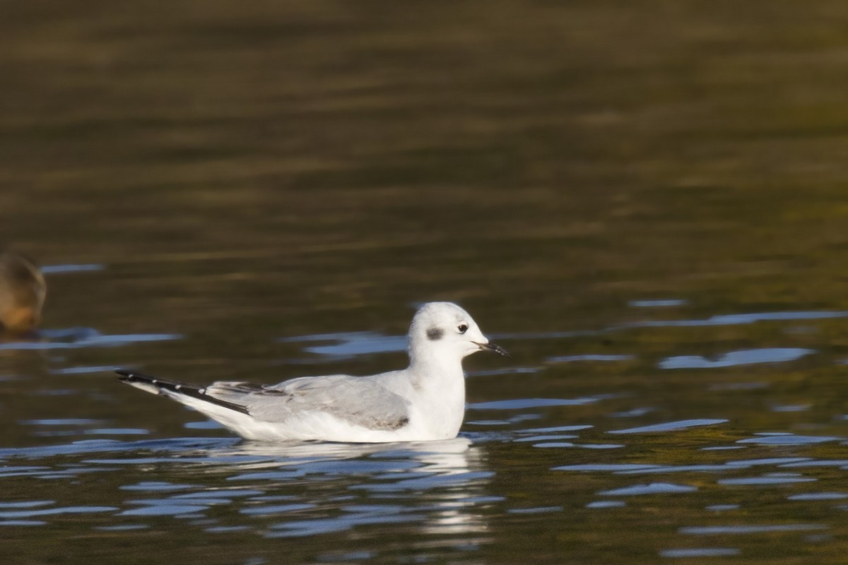 Mouette de Bonaparte - ML496363421