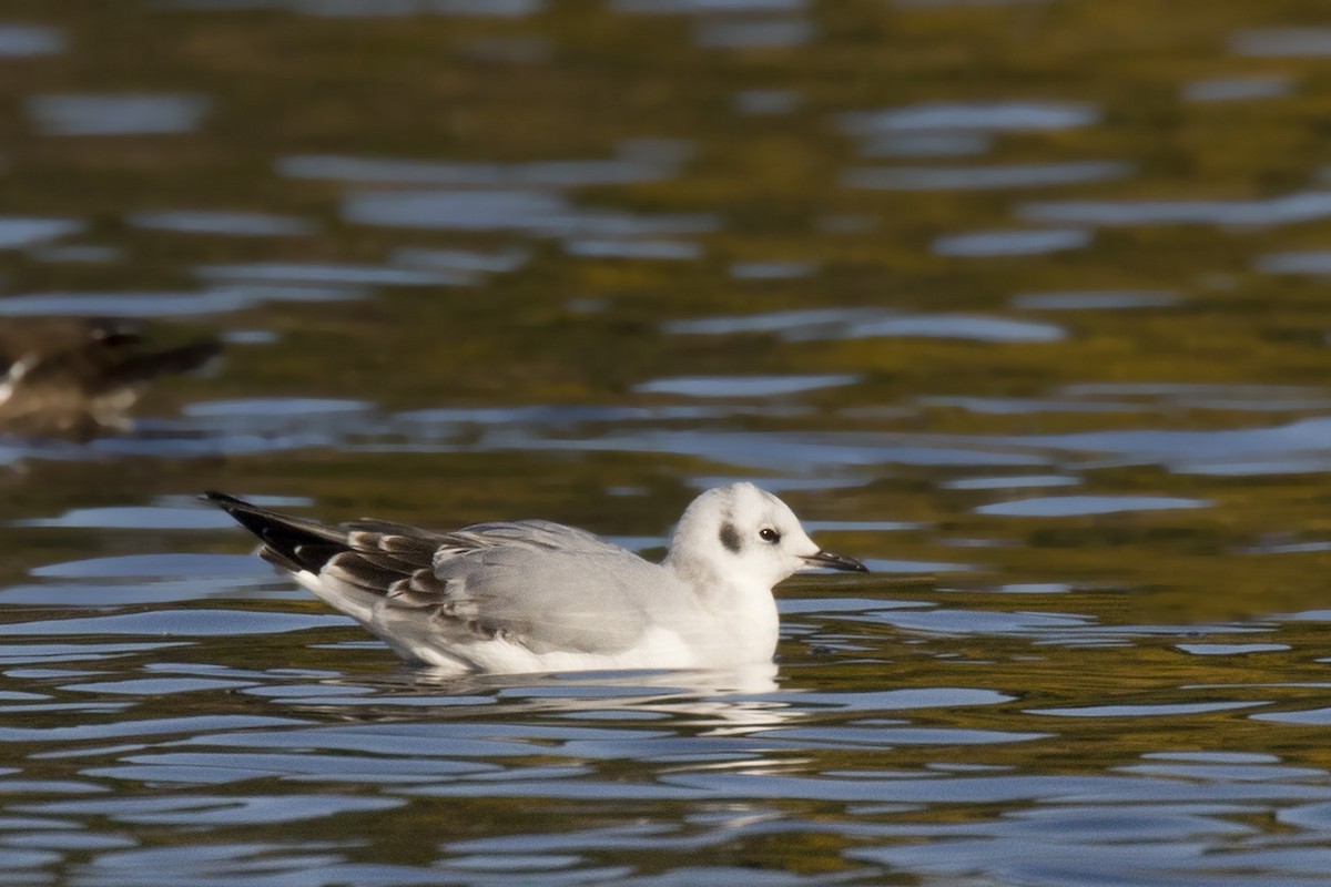 Mouette de Bonaparte - ML496363431