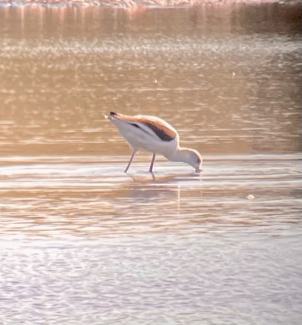 American Avocet - Greg J