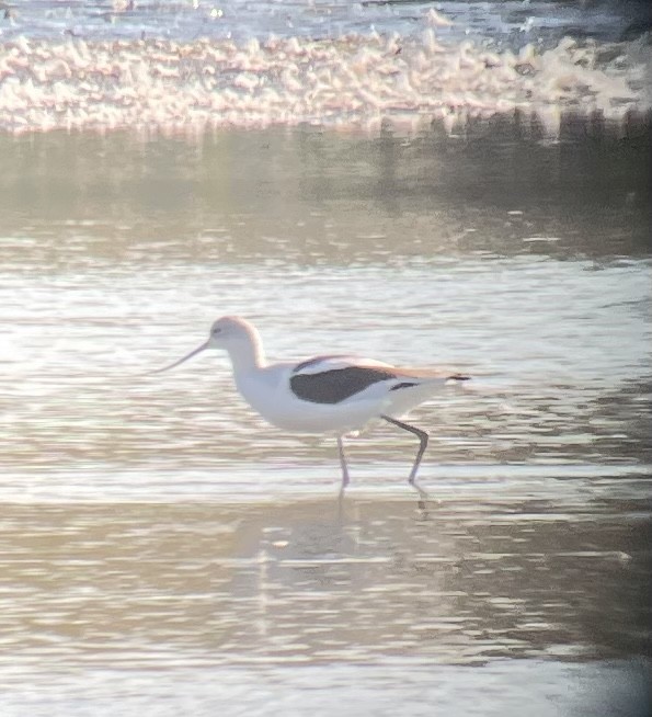 Avoceta Americana - ML496364541