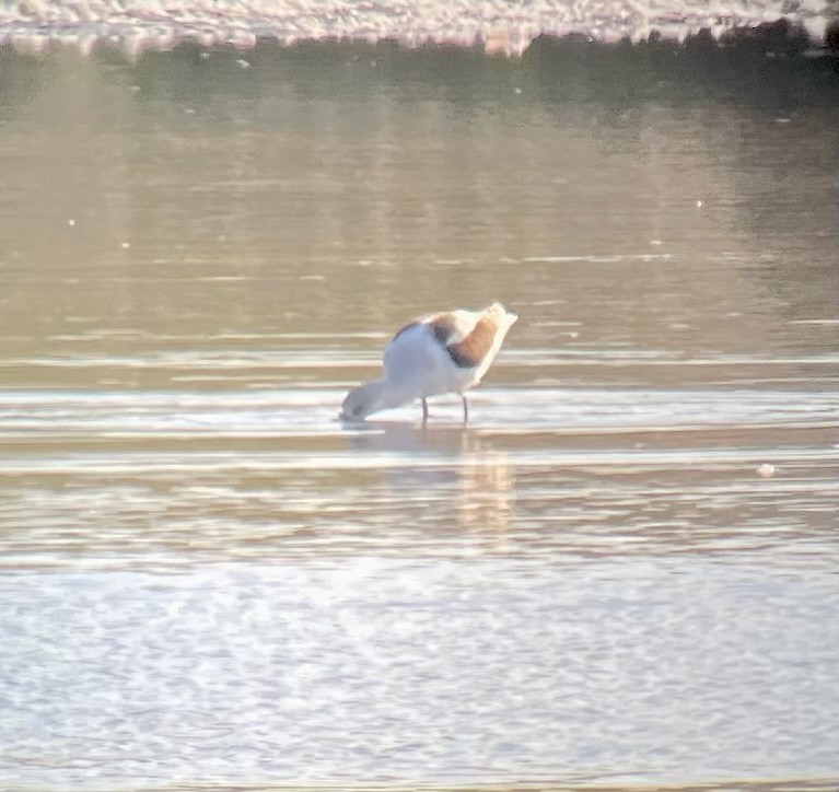 Avoceta Americana - ML496364551