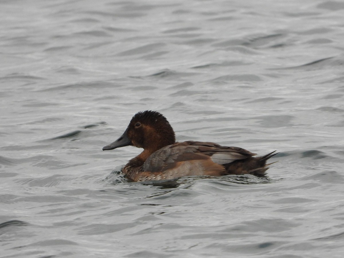 Common Pochard - ML496364571