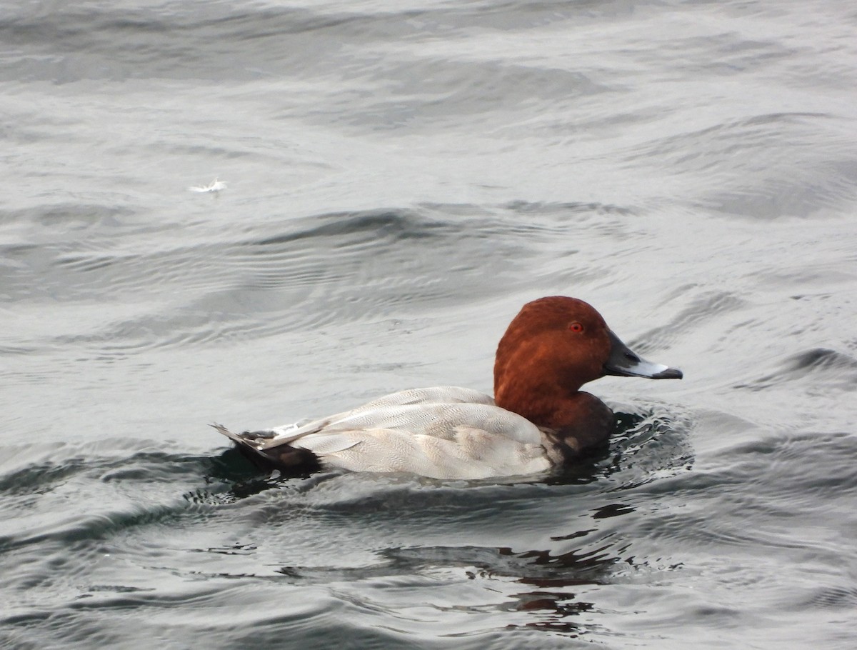 Common Pochard - ML496364581