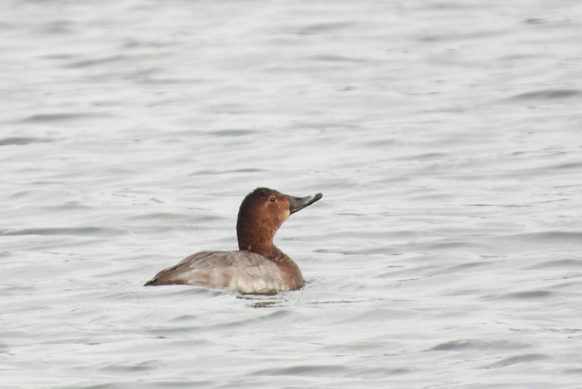 Common Pochard - ML496364601