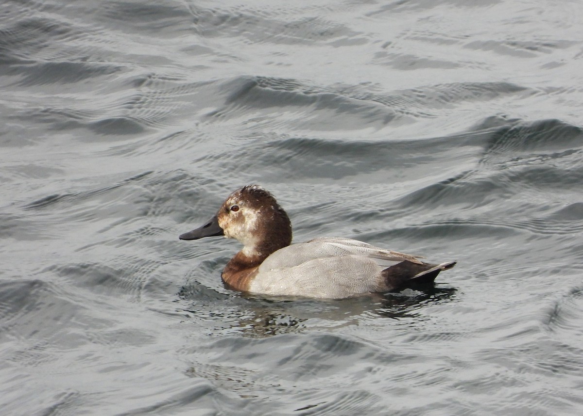 Common Pochard - ML496364611