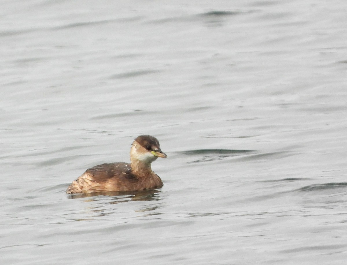 Little Grebe - ML496364731