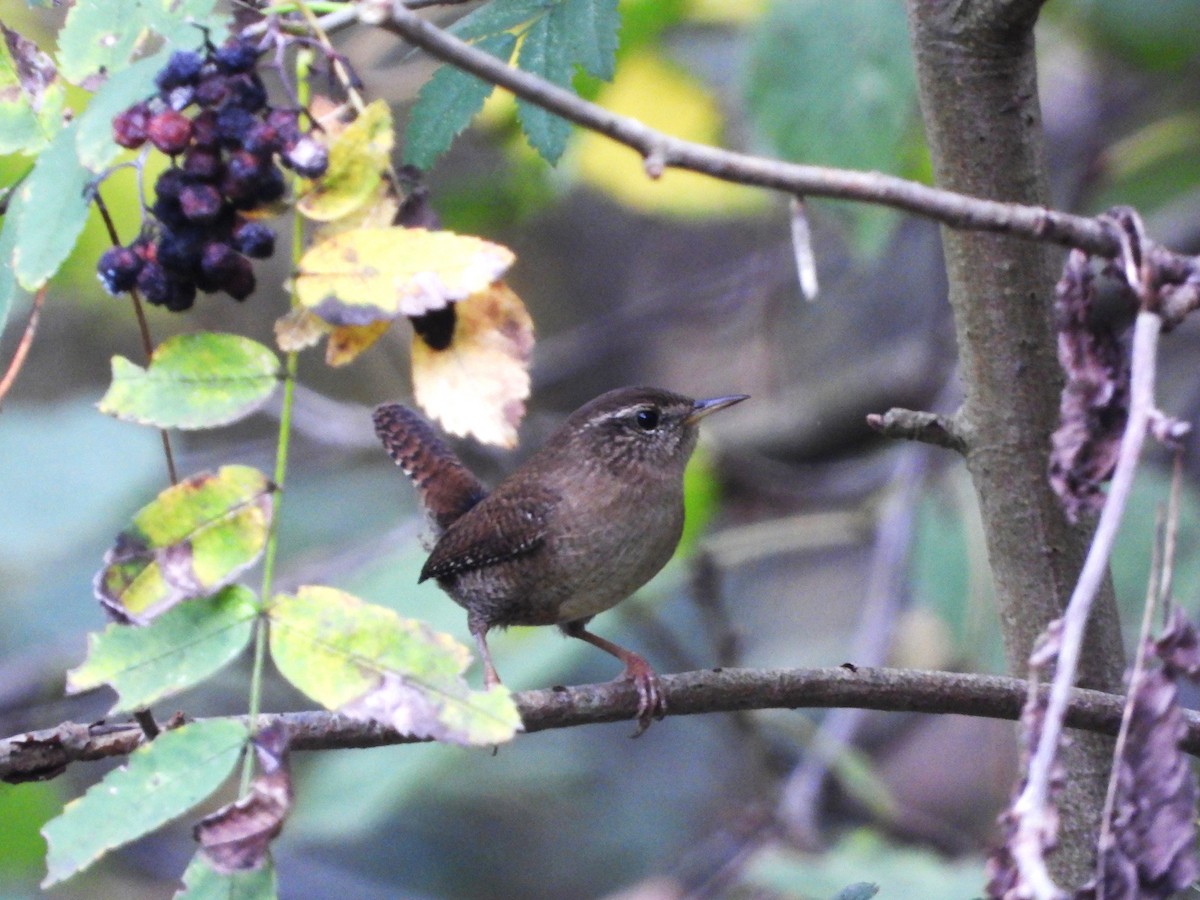 Eurasian Wren - ML496365341