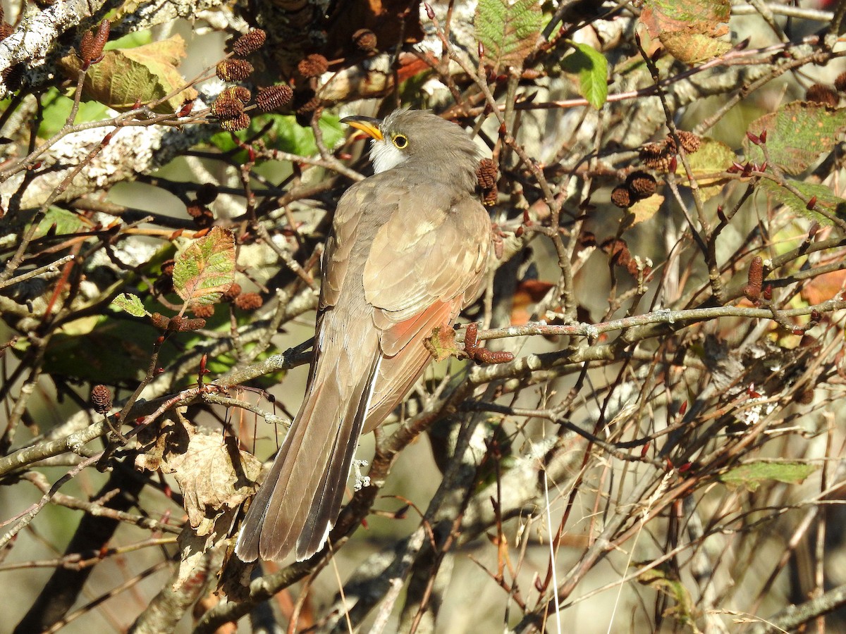 kukačka dešťová - ML496366281