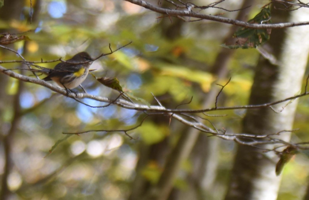 Yellow-rumped Warbler - ML496366551