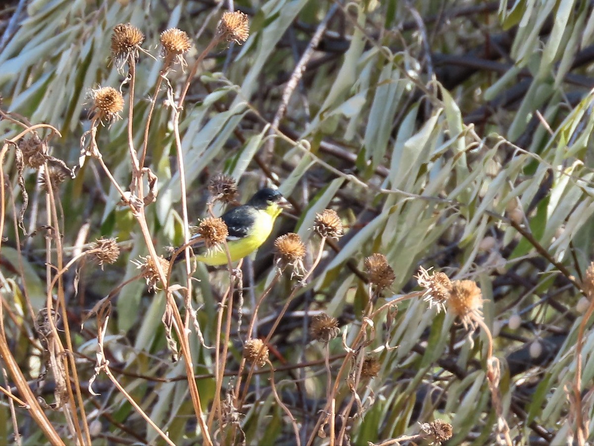 Lesser Goldfinch - ML496366591