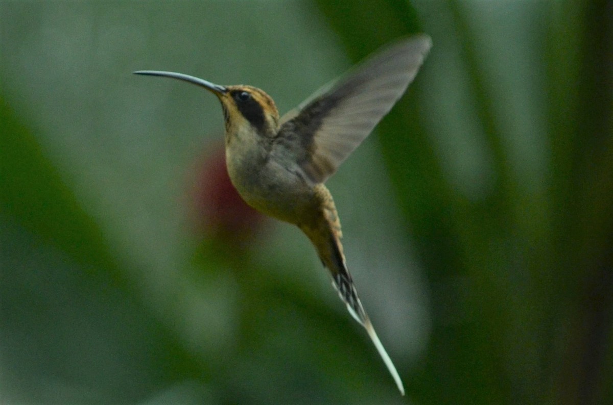 Scale-throated Hermit - ML496366981