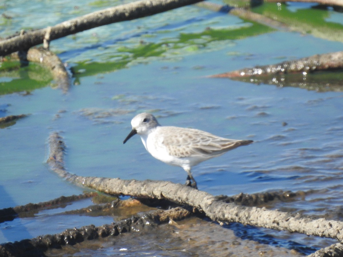 Гурвалж элсэг - ML496368841