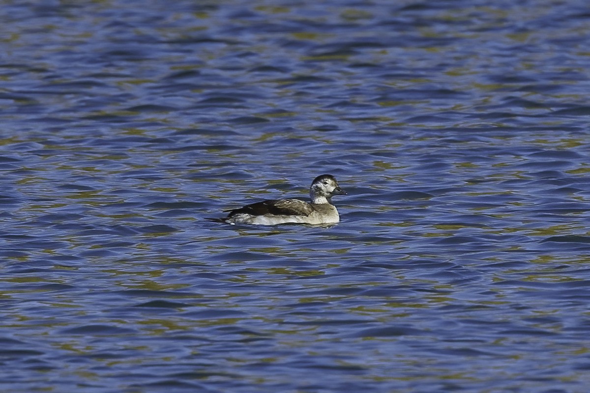 Long-tailed Duck - ML496369201