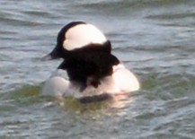 Bufflehead - ML49636961