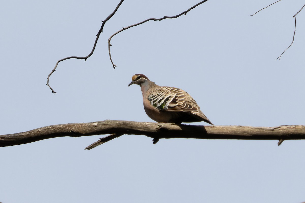 Common Bronzewing - ML496369681