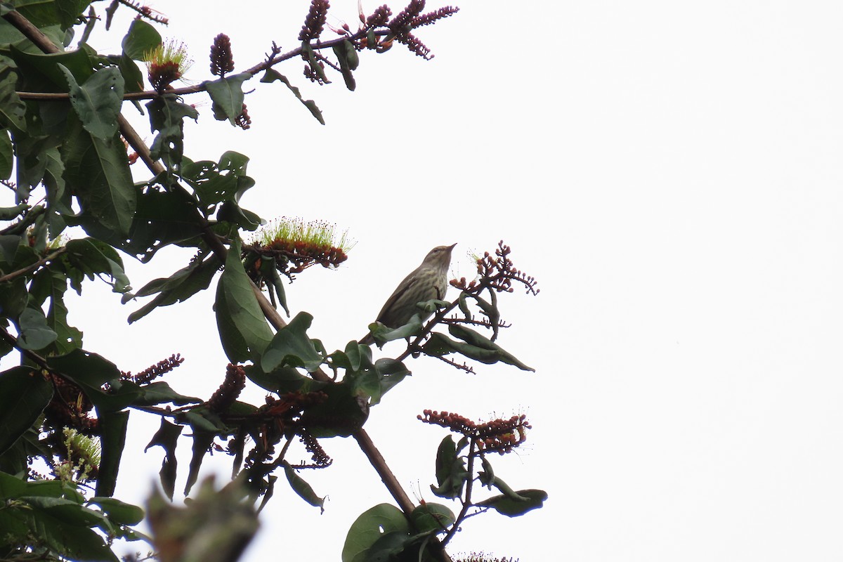 Cape May Warbler - ML496369701